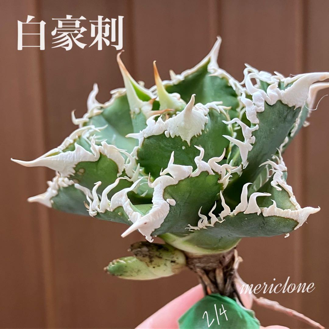 【速達】③特選　サイズ大　子株付き　アガべ　チタノタ　白豪刺　太棘 アガベ・チタノタ 白毫刺（芽）-020(子株付)｜agave titanota | Plus_