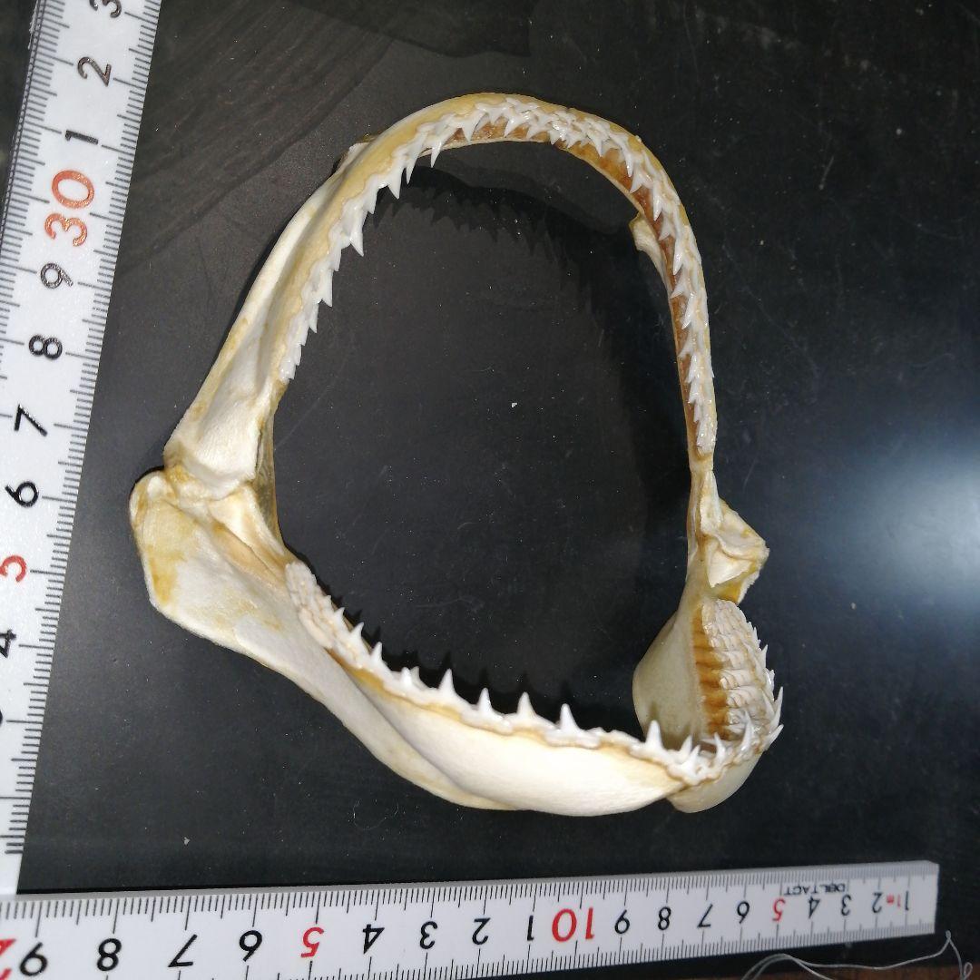 アカシュモクザメ あご 歯 標本 a6 - メルカリ