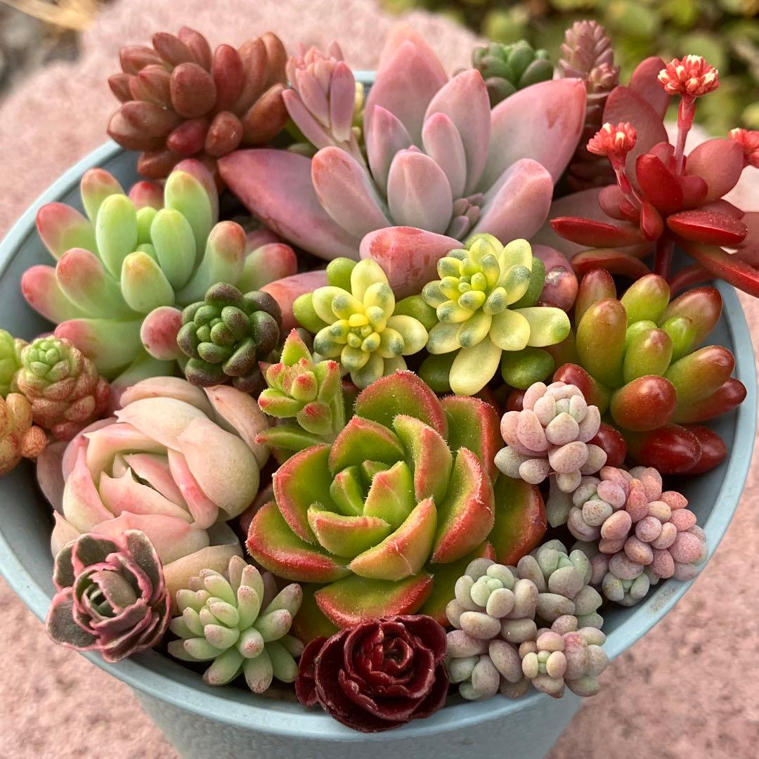 多肉植物 寄せ植えセット - メルカリ