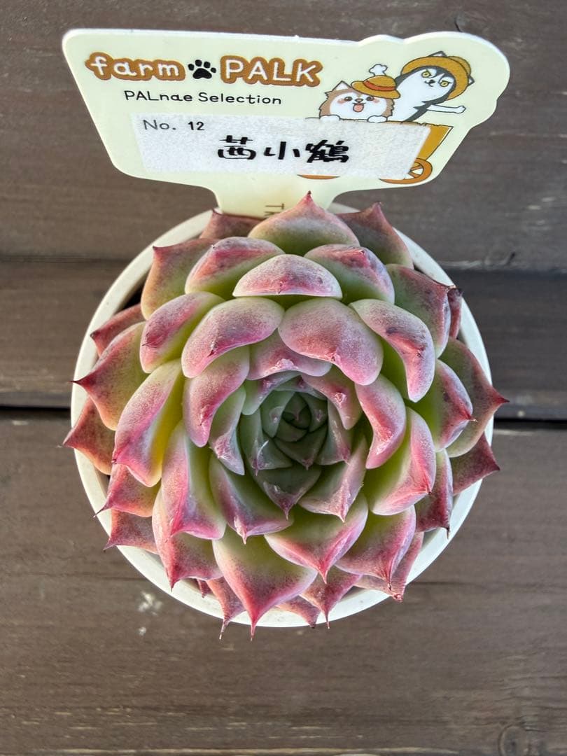 ☆茜小鶴☆札付き ポットごと ファームパルクさん苗 NO.12 - メルカリ