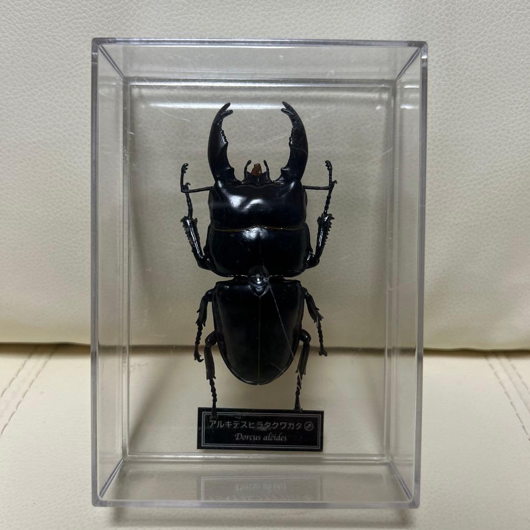 昆虫標本模型 アルキデスヒラタクワガタ - メルカリ