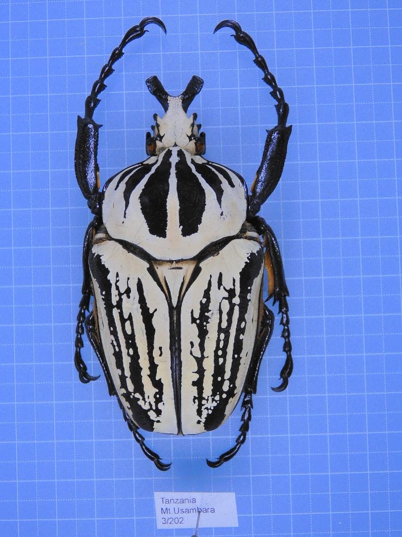 タンザニア産　プレウスオオツノハナムグリ　88mm タンザニア産 プレウスオオツノハナムグリ 88mm タンザニア産 プレウス