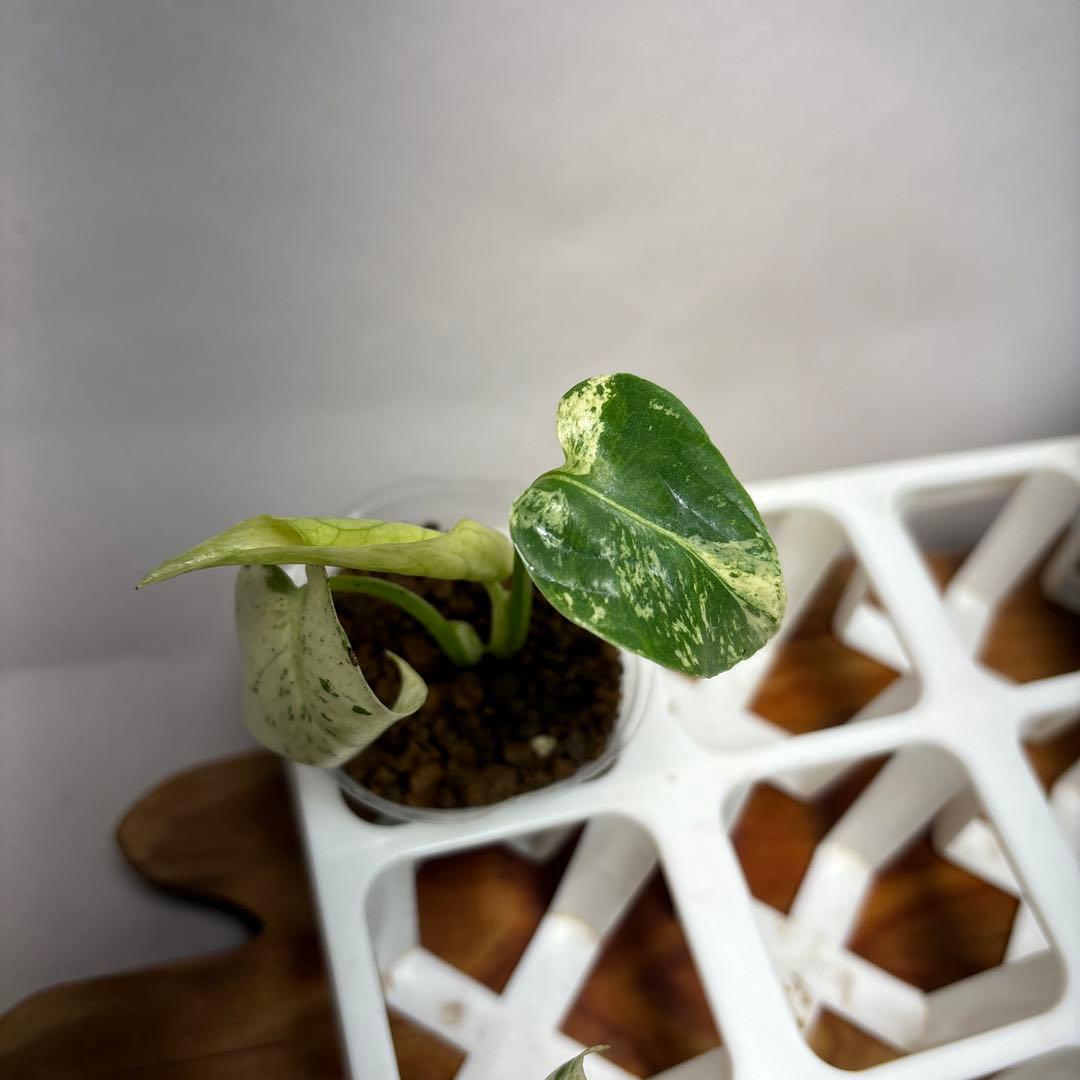 5株セットMS17【特別選抜】ホワイトモンスター／天津蘭 モンステラ斑入り