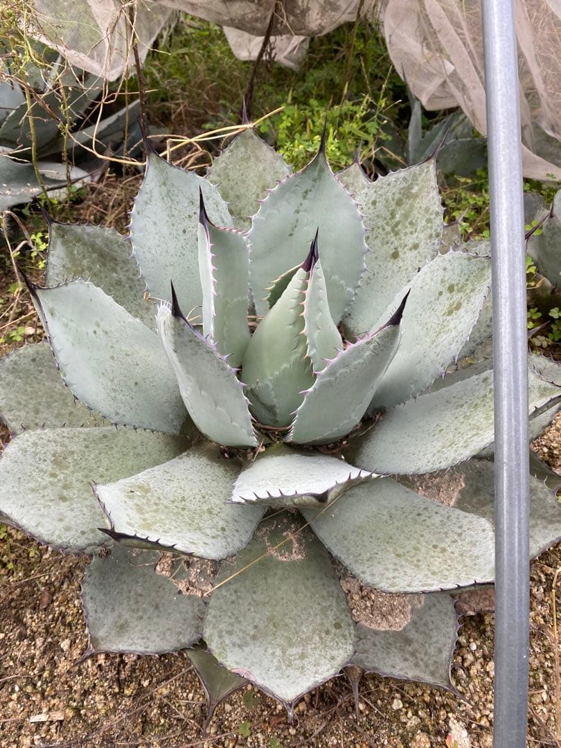 数量限定】アガベ オテロイ 種子 姫厳竜×黒火焔 30粒