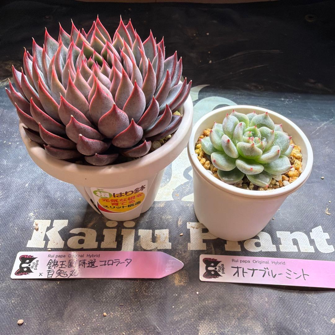 ルイパパさん苗 オトナブルーミント 錦玉園特選コロラータ×百鬼丸 鉢