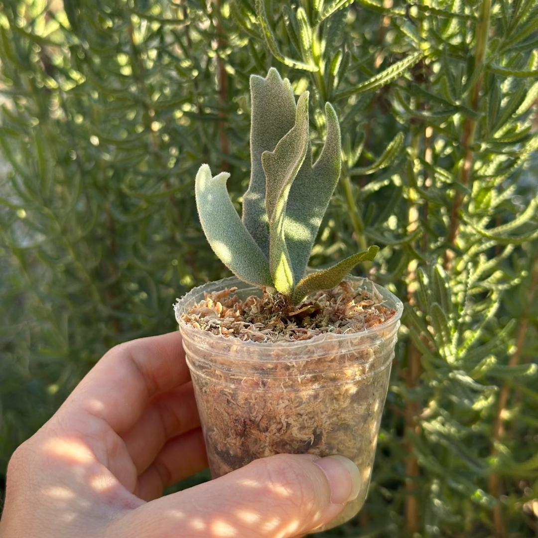 P.willinckii 'Asurada' Sporeling 09 - ビカクシダ最 安値 価格