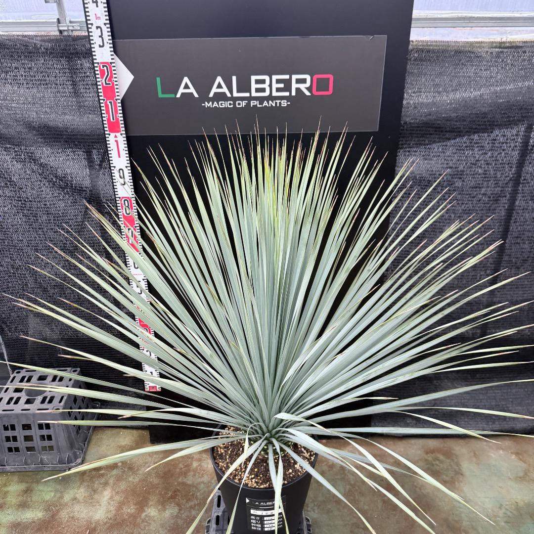 AL1205】ユッカ ロストラータ ランチョブルー（品種名）