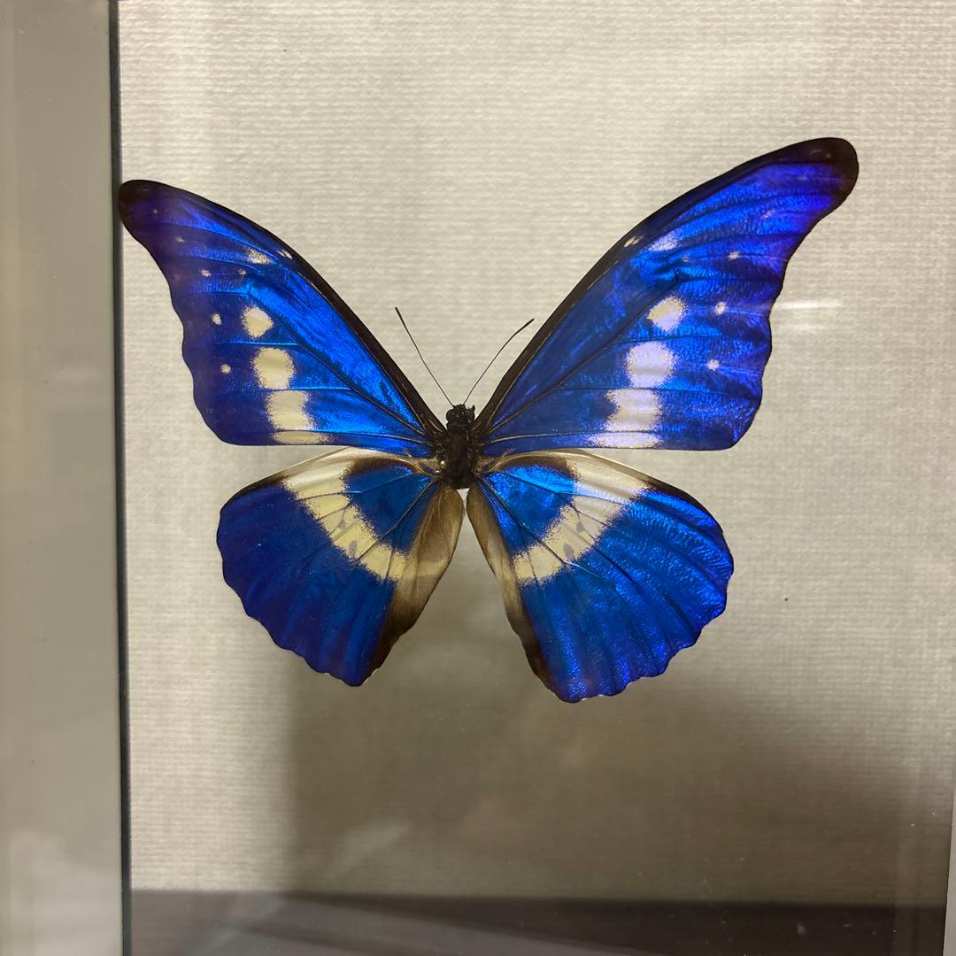 ヘレナモルフォ 標本 - メルカリ