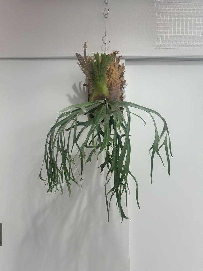 ビカクシダwillinckii Gn.Argopuro親株