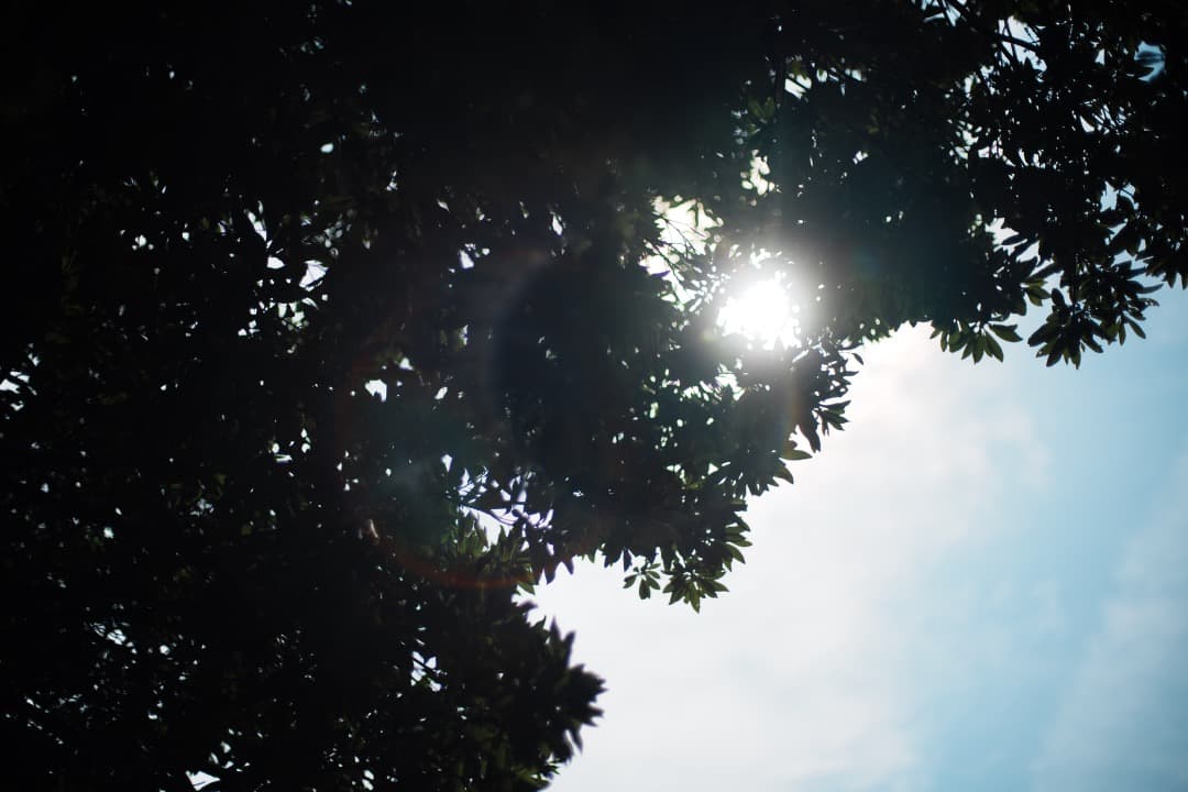 極美品】Carl Zeiss Planar 50mm F1.4 MMJ 970 - メルカリ