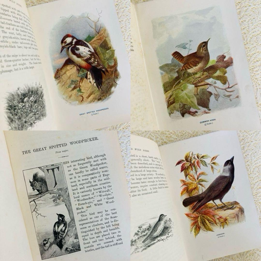 洋書 古書 Familiar Wild Birds 1&2巻 アンティーク鳥図鑑