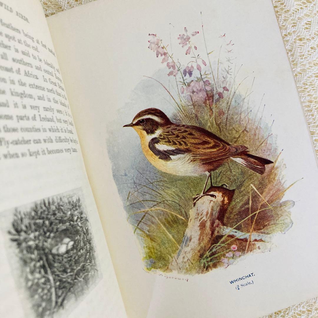 洋書 古書 Familiar Wild Birds 1&2巻 アンティーク鳥図鑑