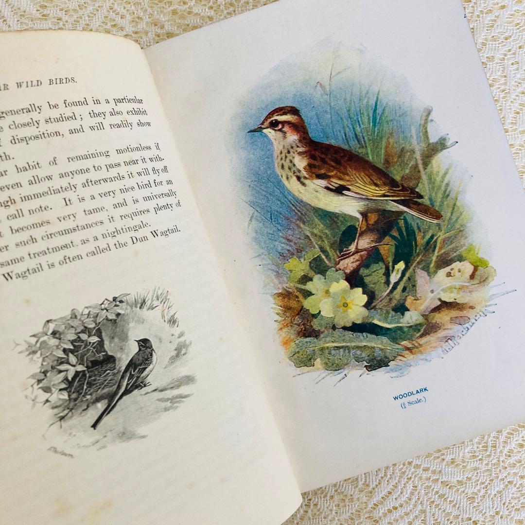 洋書 古書 Familiar Wild Birds 1&2巻 アンティーク鳥図鑑