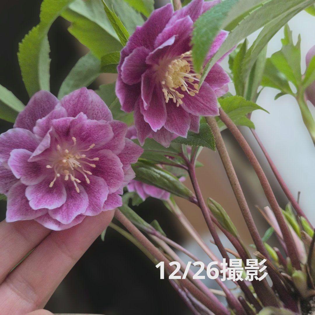 ✿広瀬✿オーレアグラデクリスマスローズ苗開花株・送料無料 - メルカリ