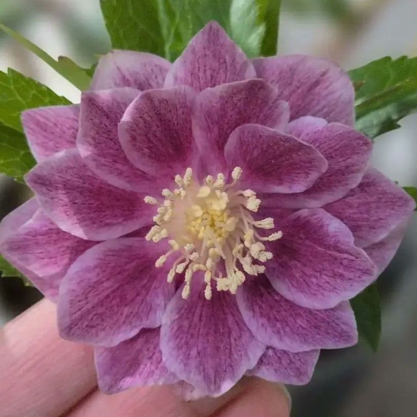 ✿広瀬✿オーレアグラデクリスマスローズ苗開花株・送料無料 - メルカリ