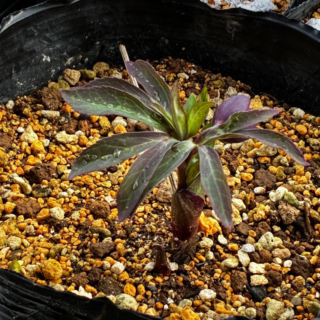 ラ*ク様 3577☘️蕾花付☘️極上☘️⭐️原生地採取⭐️croaticus⭐️