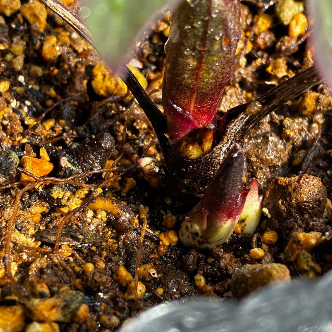 ラ*ク様 3577☘️蕾花付☘️極上☘️⭐️原生地採取⭐️croaticus⭐️