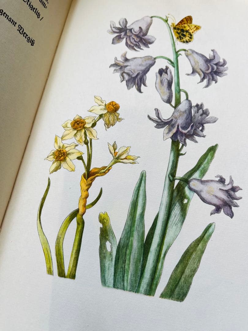 M.S. Merian お花図鑑 2冊 ヴィンテージ洋書 インゼル 初版1966