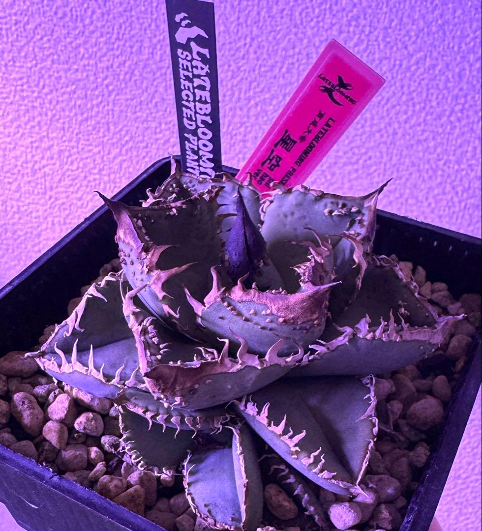 アガベ オテロイ shihao 星空の通販はau PAY マーケット - 輸入雑貨の