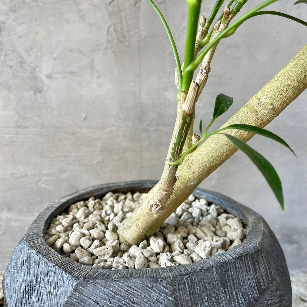 大型 シェフレラ アンガスティフォリア S字仕立て 陶器鉢 植え込み発送