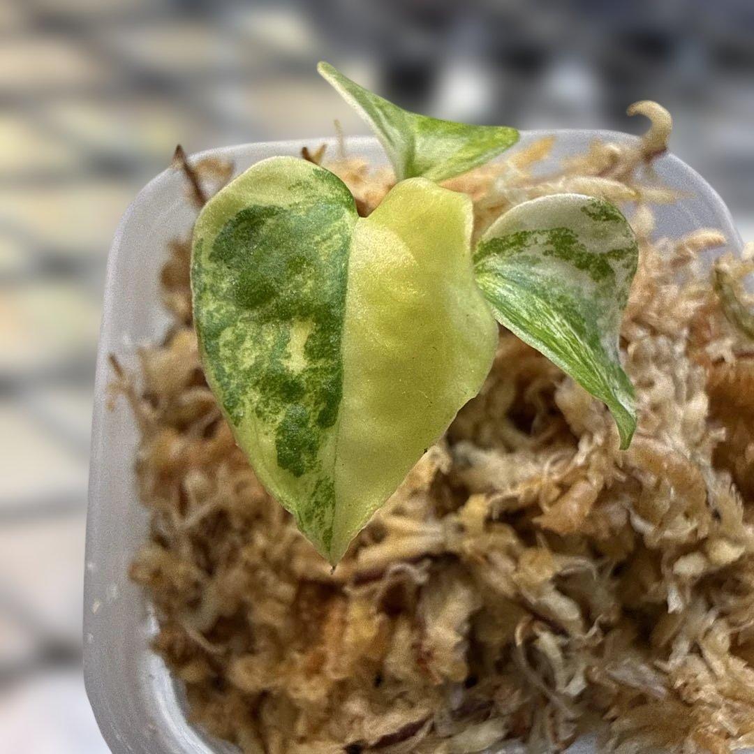 縄*⁇様 アンスリウム (papi×cry var)× michelle 斑入り