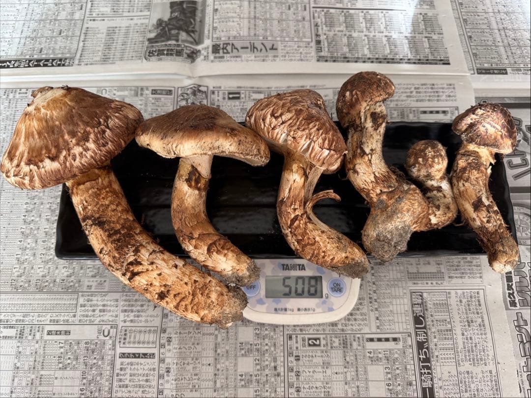 松茸　北海道　500g 訳あり ① 楽天市場】国産 松茸 訳あり 家庭用 100g 200g 300g 400g 500g 1kg