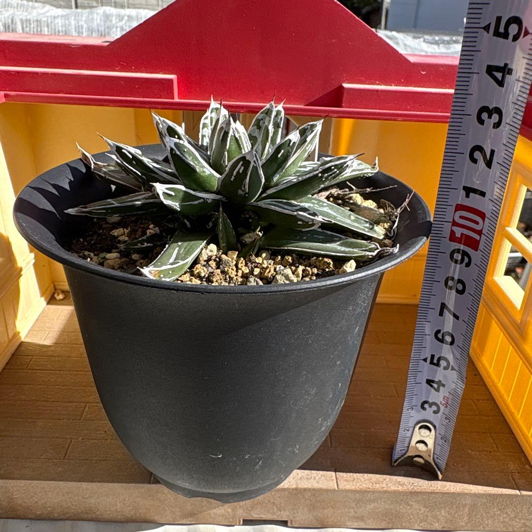 テ*ラ様 姫笹の雪 抜き苗 アガベ 株元に子株有