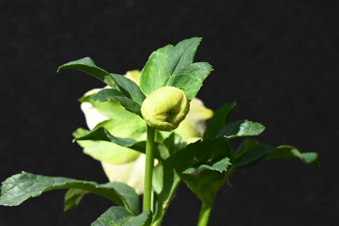 クリスマスローズ 認定ホワイトアフロディーテ メビウス交配最新花