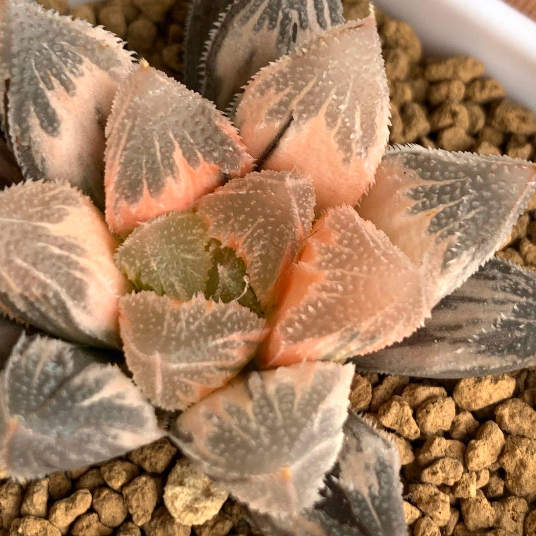 多肉植物 ハオルチア 白帝城錦糊斑 - メルカリ