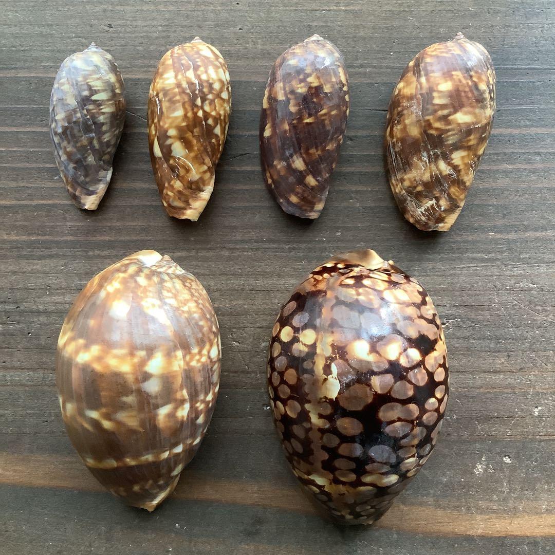 No590 ハチジョウダカラ 成長過程 幼貝 亜成貝 成貝 タカラガイ 標本