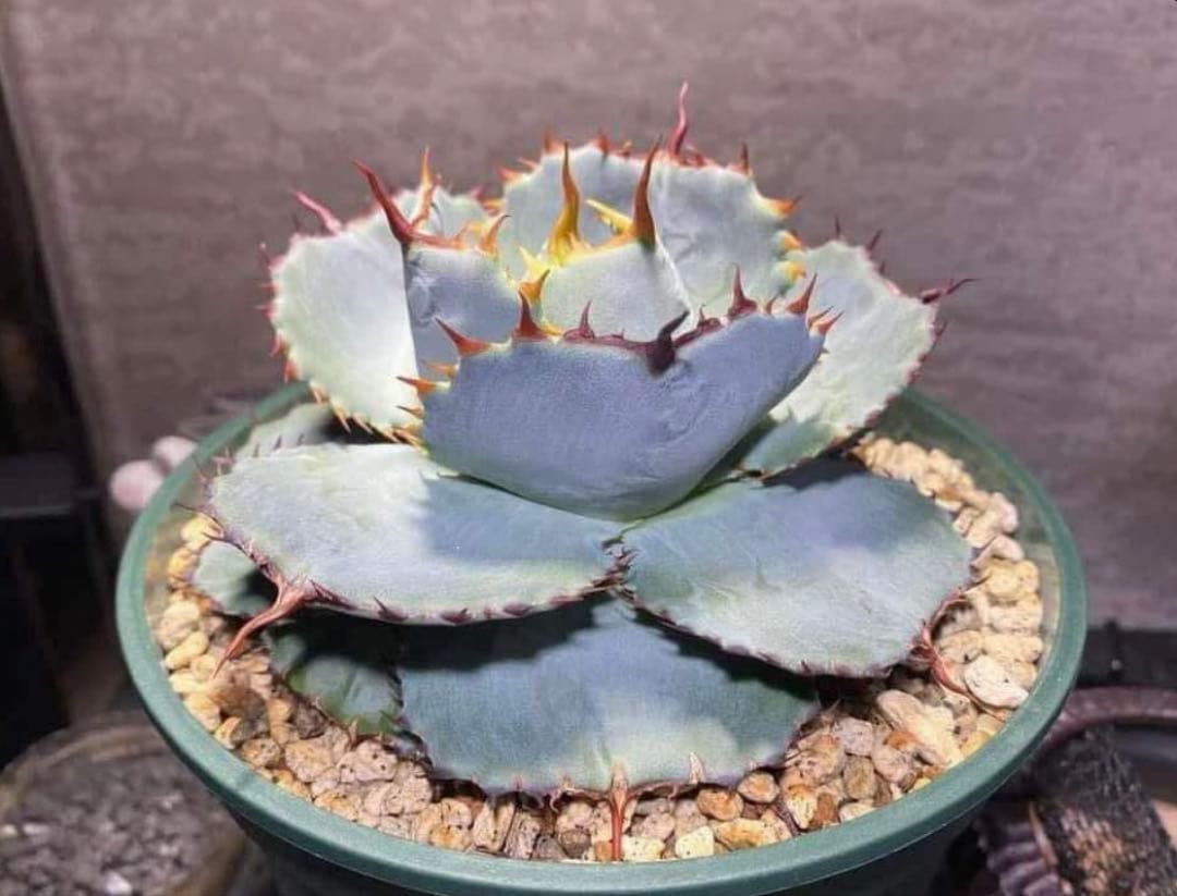 アガベ グアダラハラナ ドワーフ コンパクト 圓葉瓜達 - メルカリ