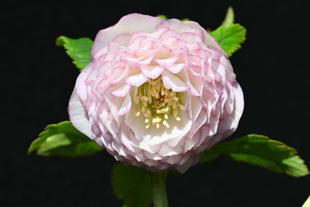 クリスマスローズ 上物！認定ホワイトアフロディーテ 加藤農園 - メルカリ