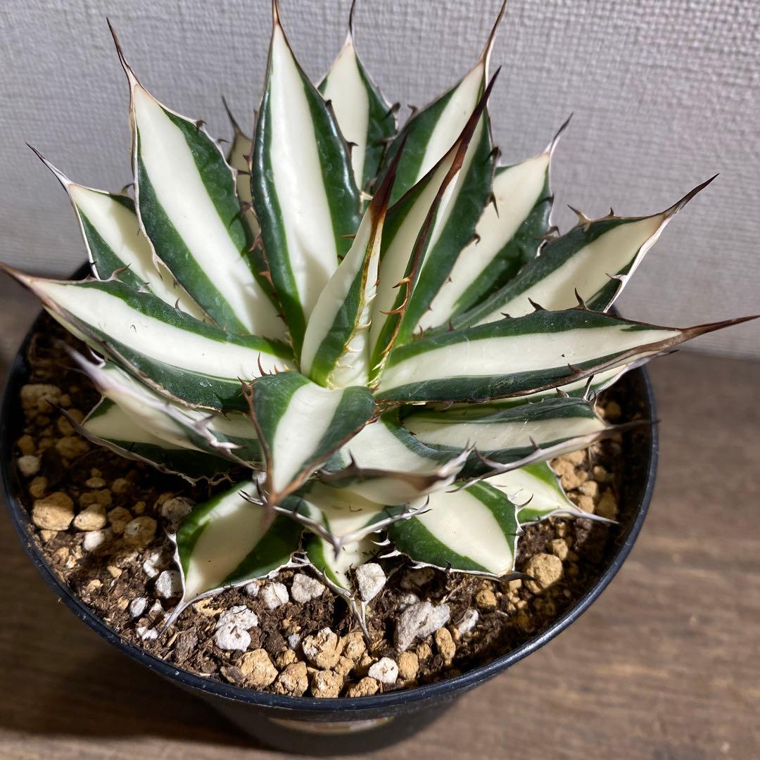 アガベ ホリダ 白中斑 - メルカリ