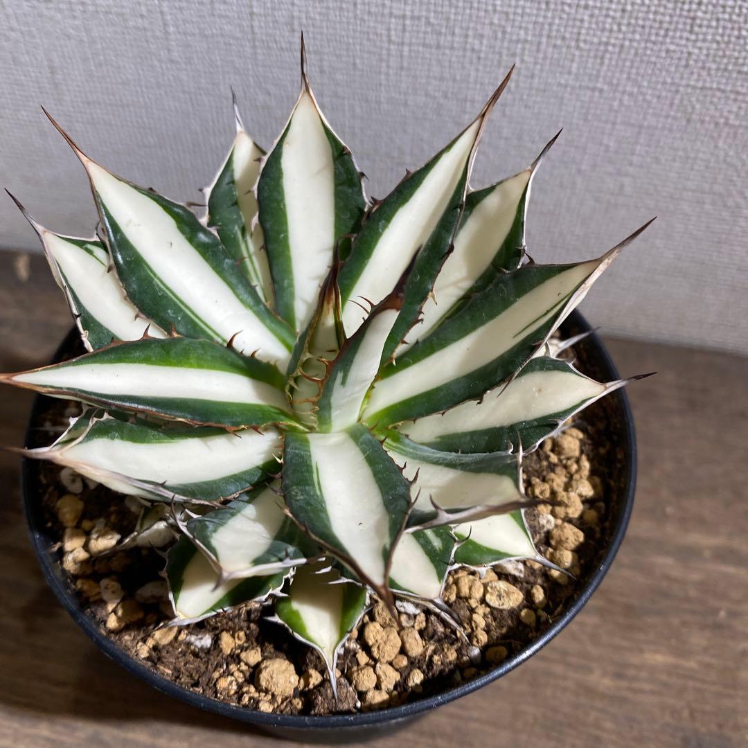 アガベ ホリダ 白中斑 - メルカリ