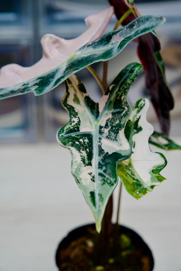 アロカシア ノビリス ピンク A01【マドカズラ モンステラ 斑入り