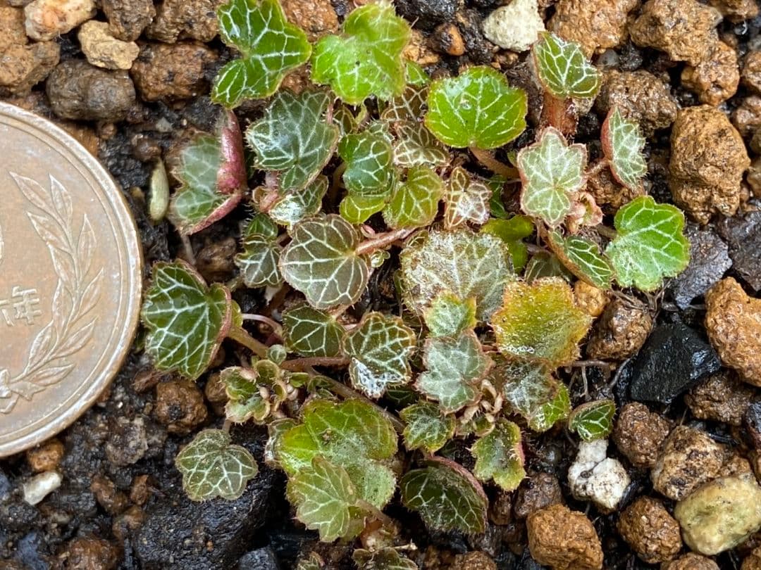 パルダリウム 屋久島 極姫ユキノシタ - メルカリ