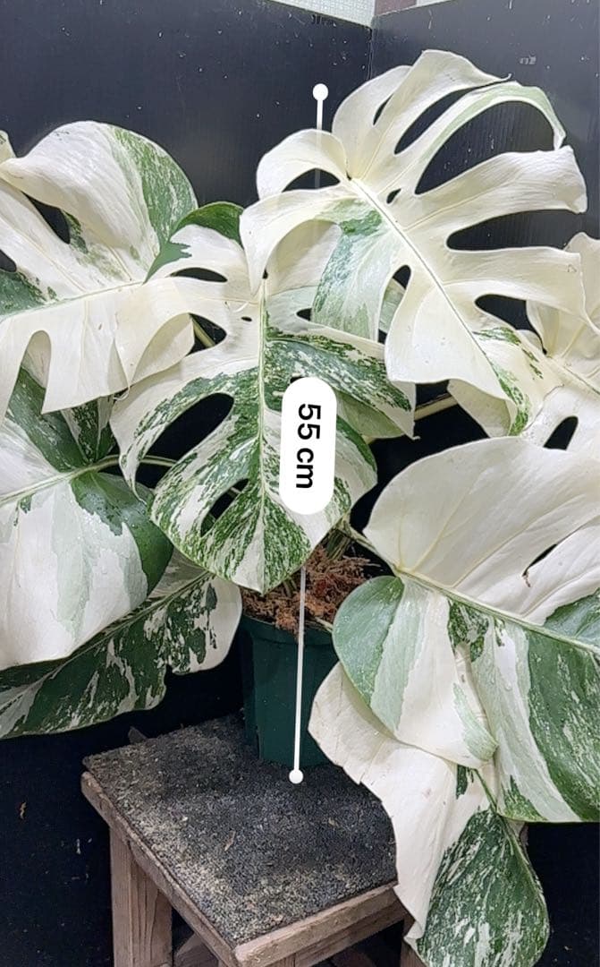 斑入りモンステラ ホワイトタイガー極美大株55cm白斑多 - メルカリ