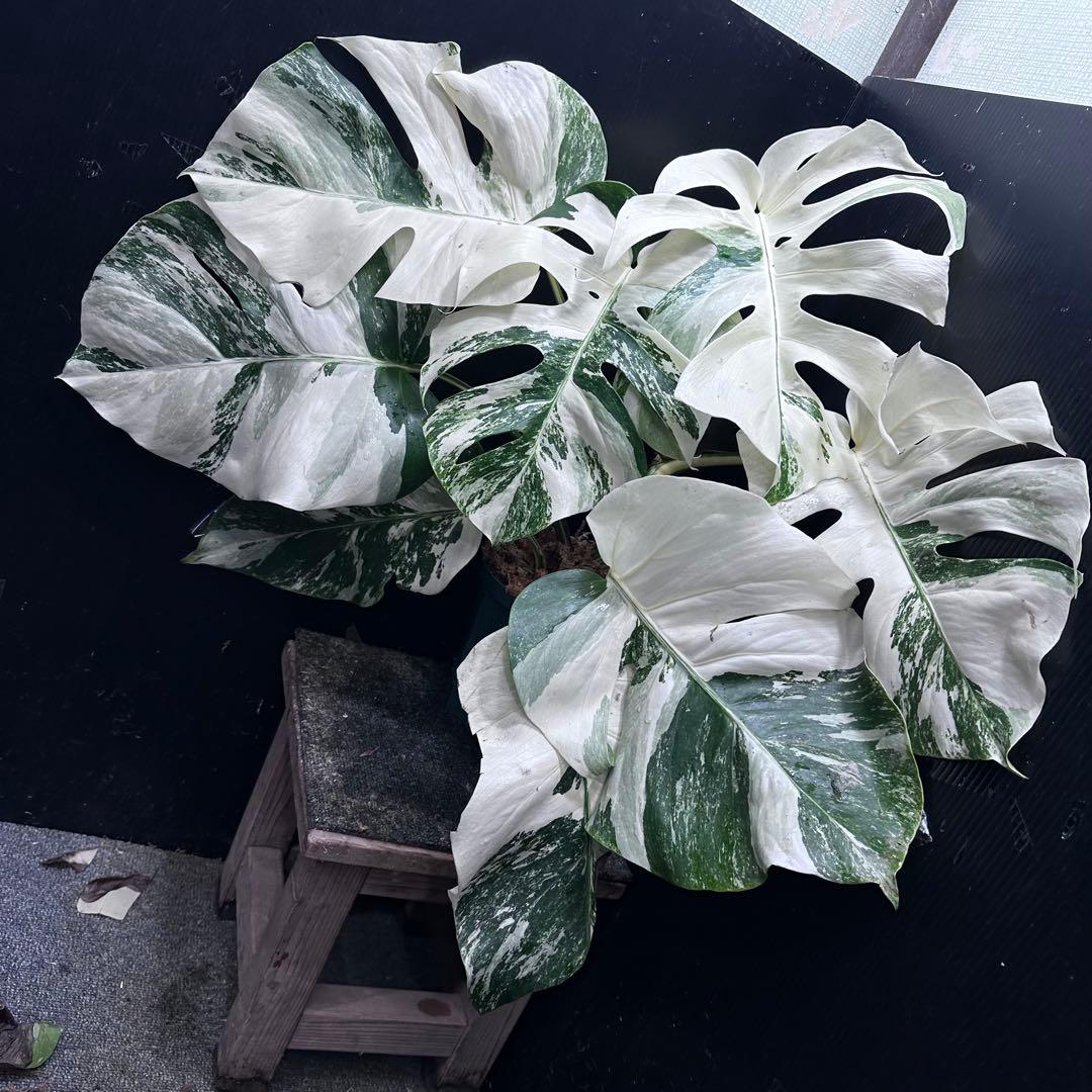 斑入りモンステラ ホワイトタイガー極美大株55cm白斑多 - メルカリ