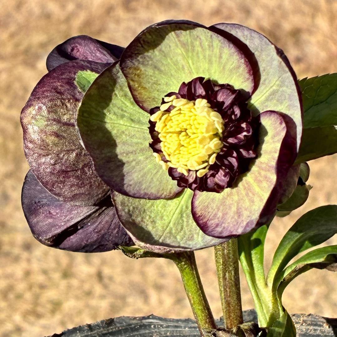 m*i様 3429☘️花付き☘️SD⭐️ボリューム艶ピコSD⭐️バイカラー⭐️コ