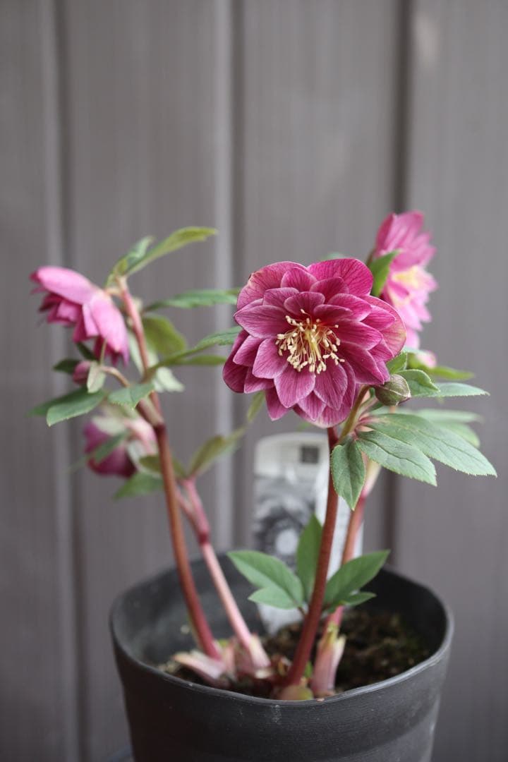 ♡広瀬園芸♡ レッド白抜け ソレイユ系 充実株 - メルカリ