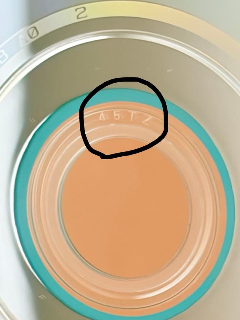 【正規品】 Man 素顔4 DVD