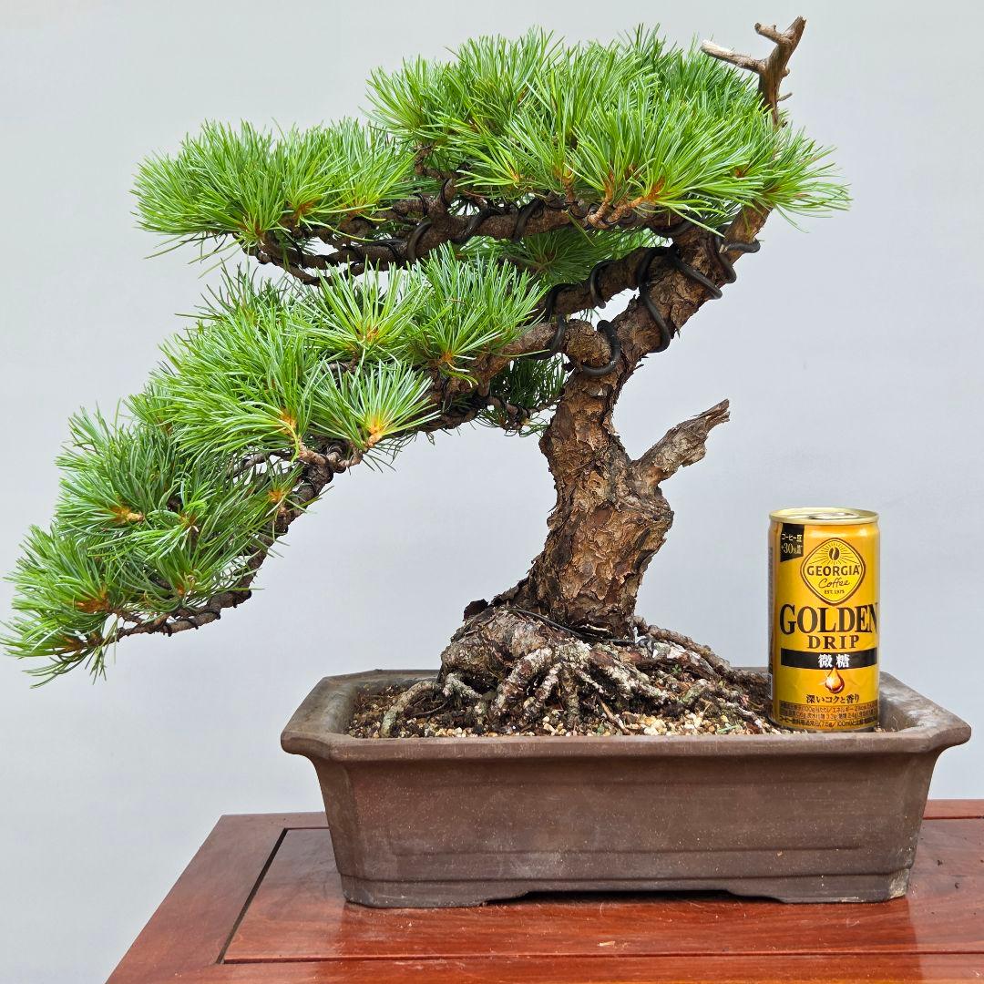 五葉松 [模様木] 中品盆栽