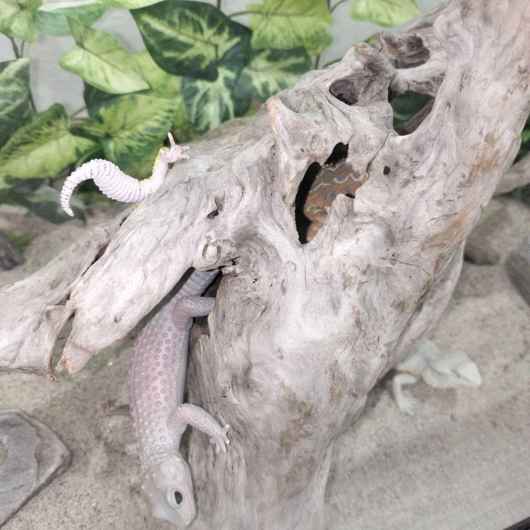 No.1156】レア形状シェルター流木 爬虫類レイアウト✫インテリア