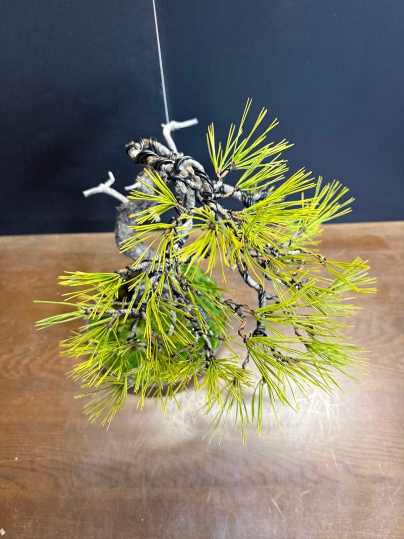 特別オークション 赤松盆栽文人木石付き古木苔即戦力 - メルカリ