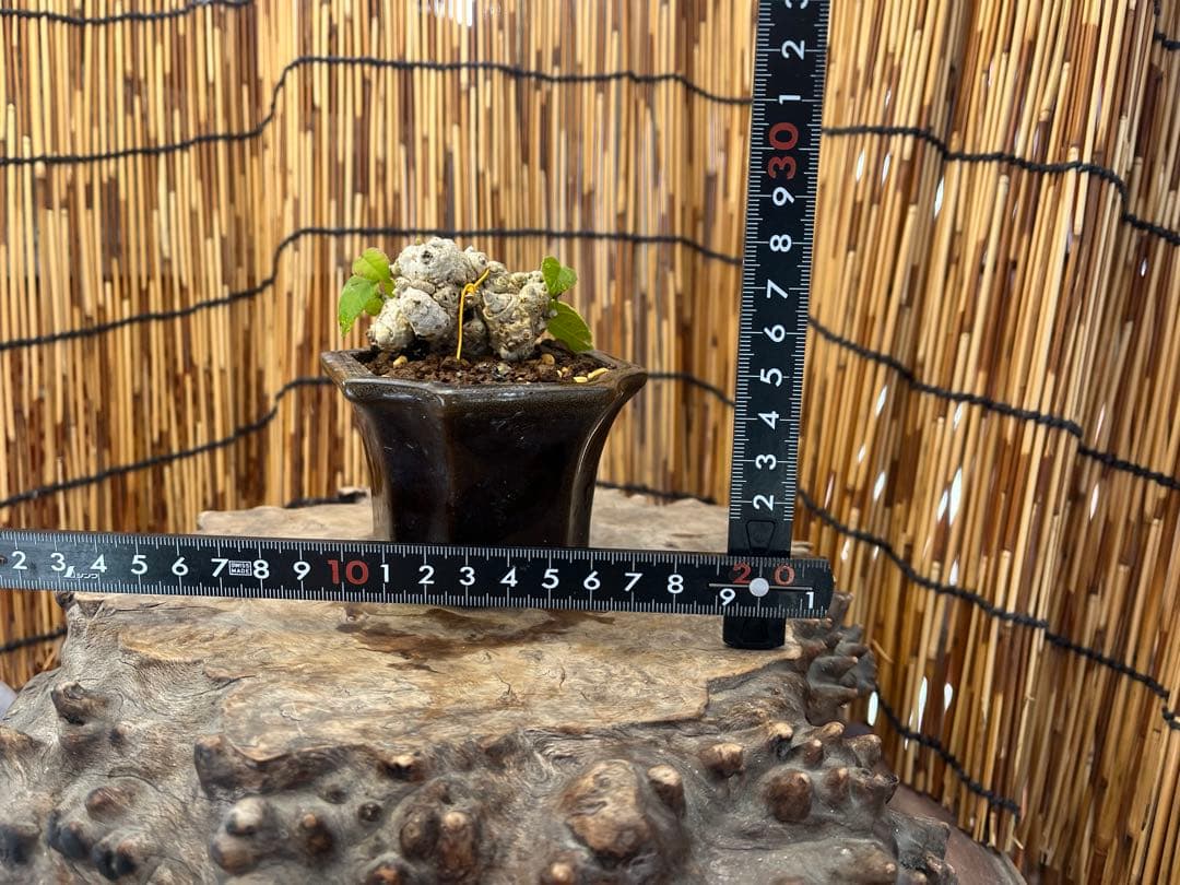 ✨✨✨オキナワオオハマボウ【◎良品素材】検/ユウナハート葉♪happy