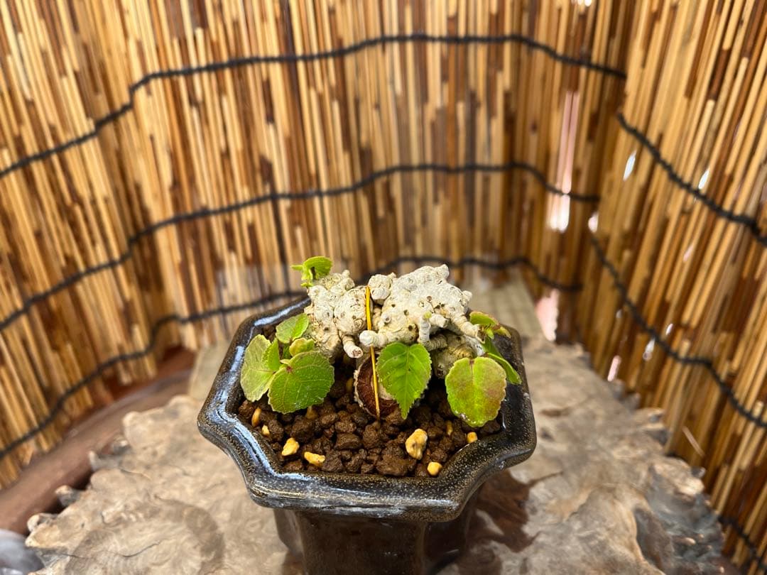 ✨✨✨オキナワオオハマボウ【◎良品素材】検/ユウナハート葉♪happy