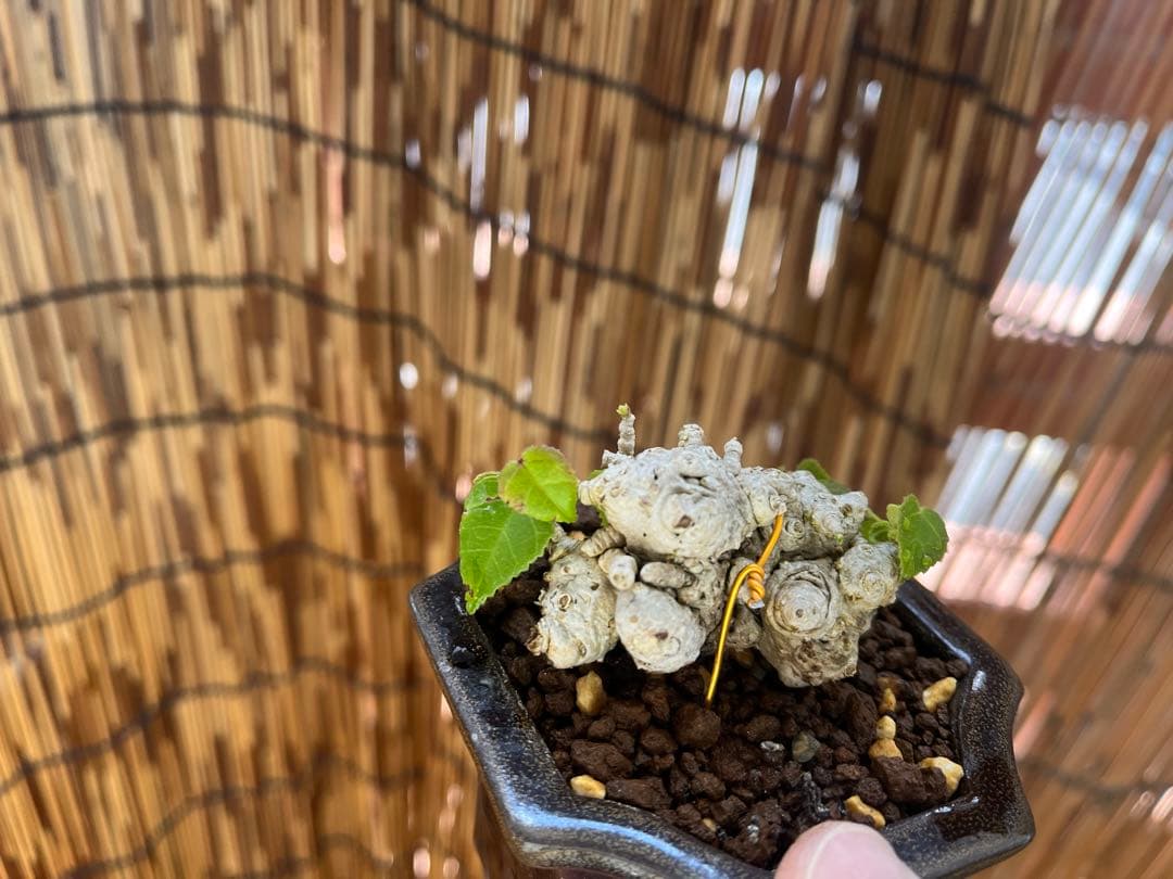 ✨✨✨オキナワオオハマボウ【◎良品素材】検/ユウナハート葉♪happy