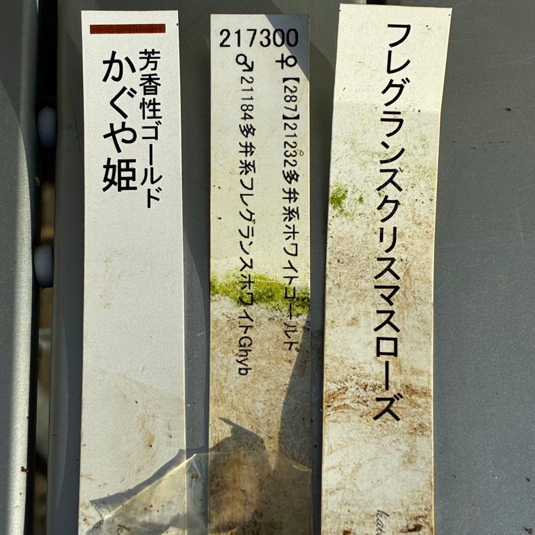 u*0様 3467☘️極上☘️花タグ付☘️強香⭐️かぐや姫⭐️フレグランスオーレ