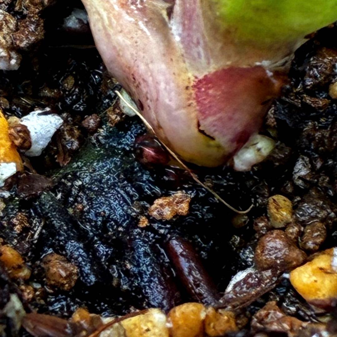 u*0様 3467☘️極上☘️花タグ付☘️強香⭐️かぐや姫⭐️フレグランスオーレ