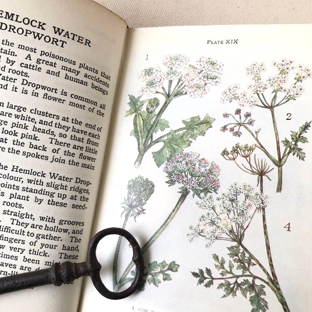 1900年代初期版！ イギリスの希少なアンティーク植物図鑑 花の図鑑